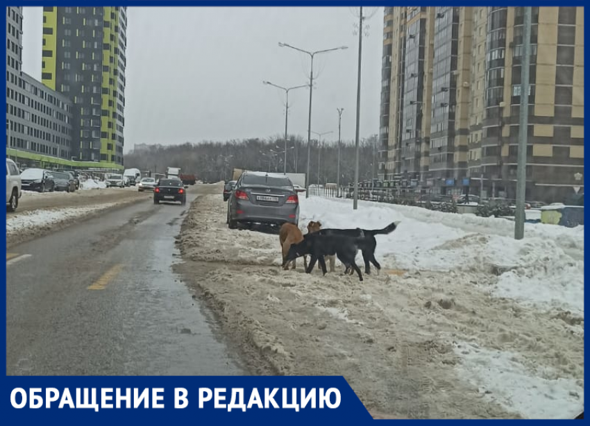  Знающих правила дорожного движения собак заметили в Воронеже 