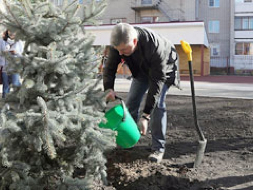 Александр Гусев на городском субботнике посадил голубую ель и рябину