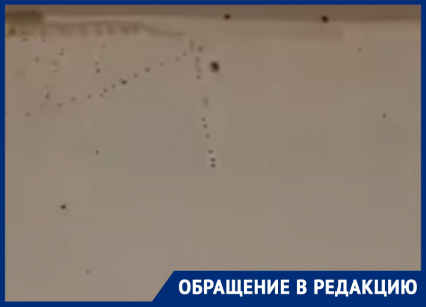 «Вопиющее безобразие!»: приезжая труппа пожаловалась на «море» тараканов в общежитии воронежского цирка