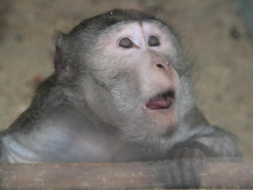 Как обезопасить себя от заражения обезьяньей оспой, рассказали в воронежском депздраве 