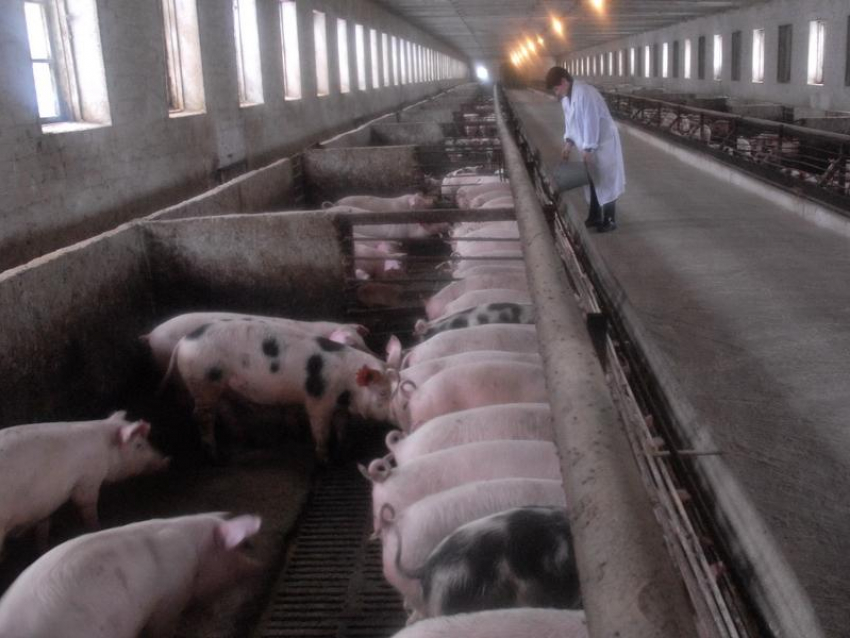 Очаги африканской чумы свиней выявили в Воронежской области