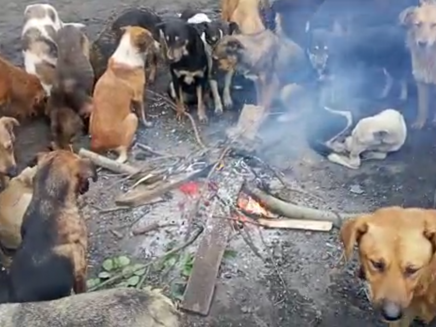 Посиделки собак у костра попали на видео в Воронеже