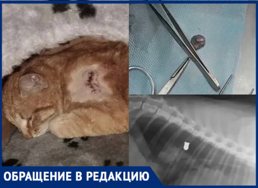 Жуткая история со стрельбой по котам произошла в Богучарском районе 