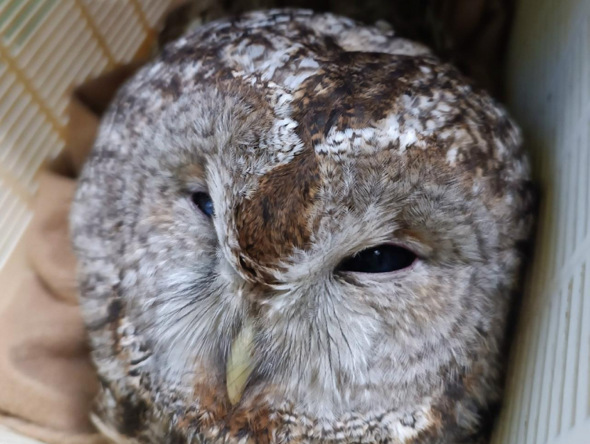 Пернатую малышку с травмами и переломами спасли в Воронежской области