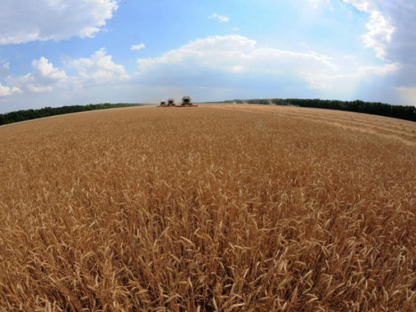 Под миллион тонн воронежского зерна зависло в непонятном статусе из-за решения Россельхознадзора
