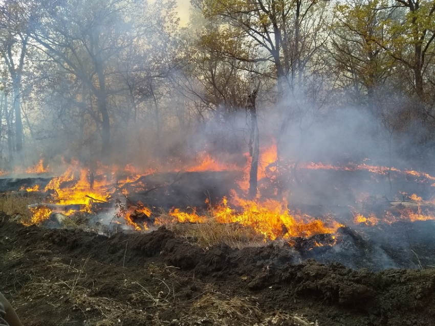 Лиса со щенками задохнулась из-за пожара в Воронежской области