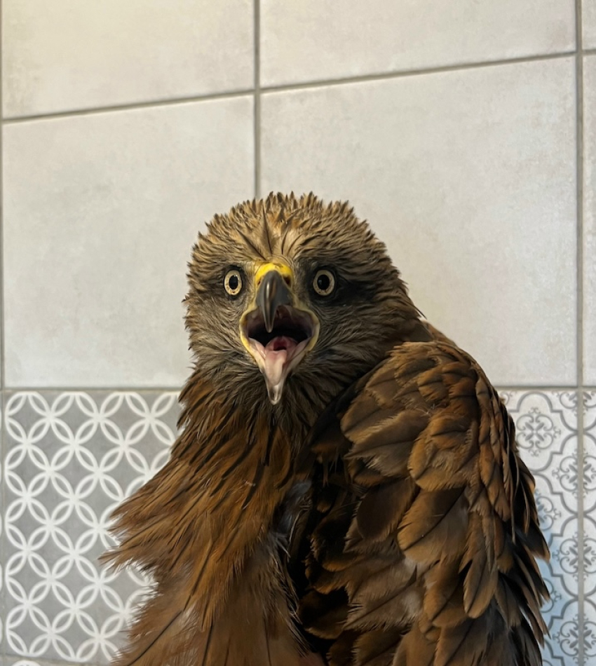 Коршуна, сбитого машиной в Воронежской области отправили на зимовку