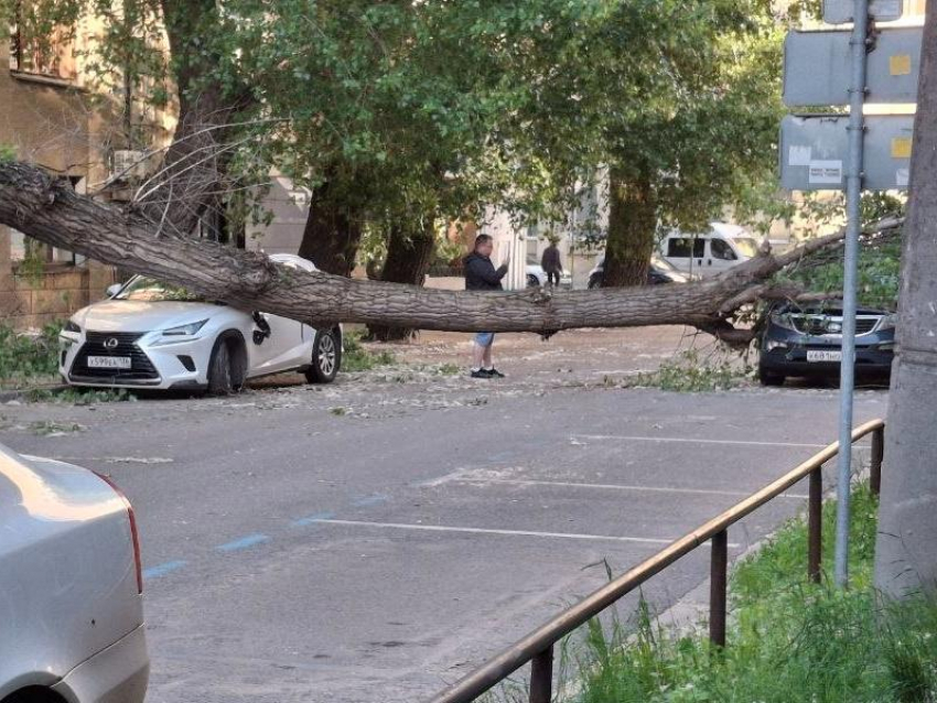 Упавшее дерево разбило автомобили возле детсада в Воронеже
