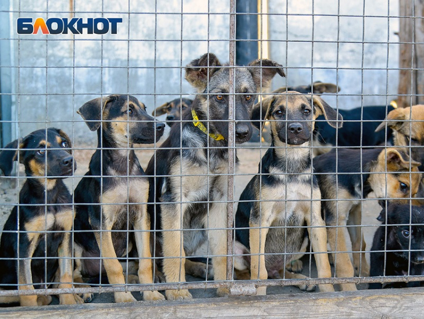 Приют для бездомных собак построят в Воронеже