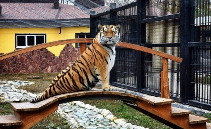 Воронежцам предлагают убрать зоопарк в обмен на билеты 