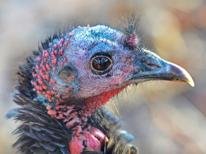За несколько млрд рублей откроют цех по убою индейки для детей под Воронежем