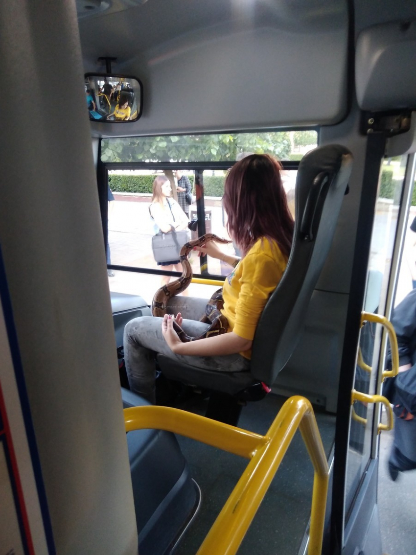 Пассажирка с огромным питоном на руках ехала в автобусе в Воронеже 