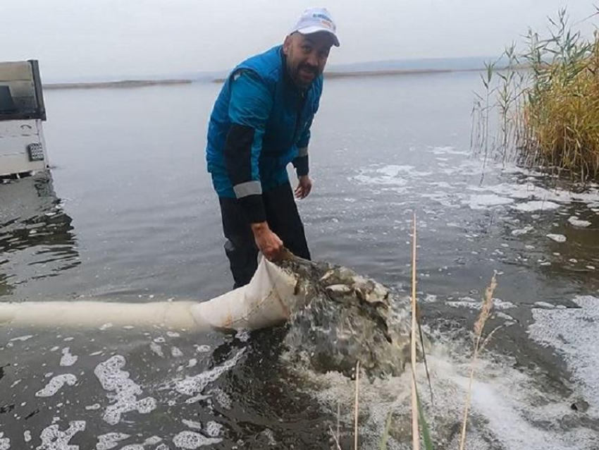 Сто тысяч мальков сазана и толстолобика выпустили в воронежское водохранилище