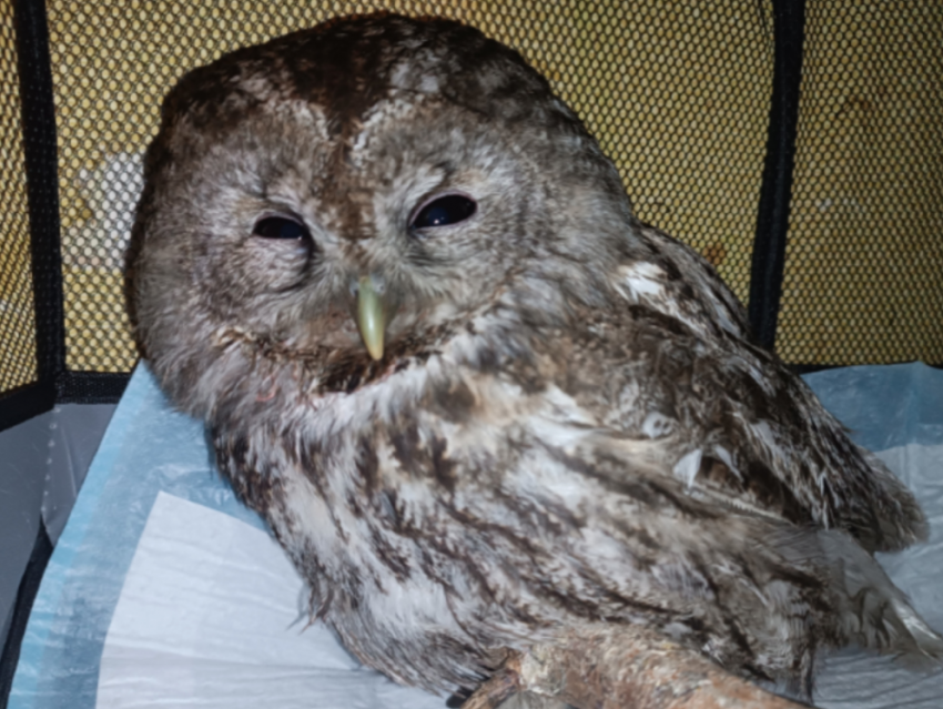 Воронежские зоозащитники спасли сову, сбитую машиной