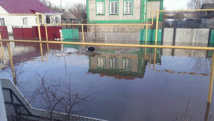 Воронежцы заметили собаку на льдине, которая «не голосовала за счастливое будущее»