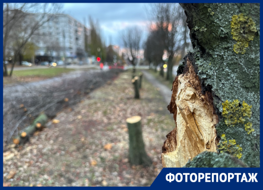 Убийство во имя дублёра МП: огрызки рябиновой аллеи показали на фото в Воронеже