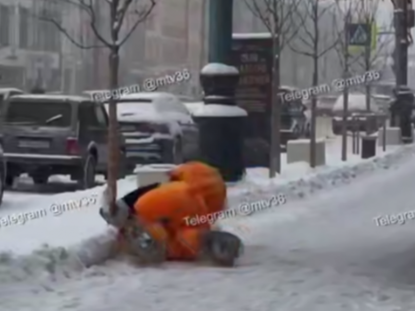 Комичная драка кота и панды попала на видео в Воронеже