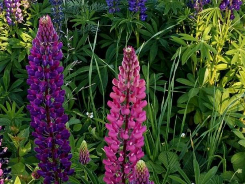 Волчий боб сравнили с заблудившейся радугой под Воронежем