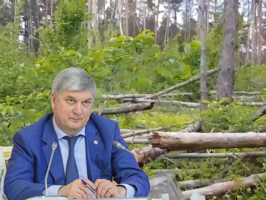 Воронежское правительство сохранило в тайне детали переговоров по изъятию Северного леса из частной собственности