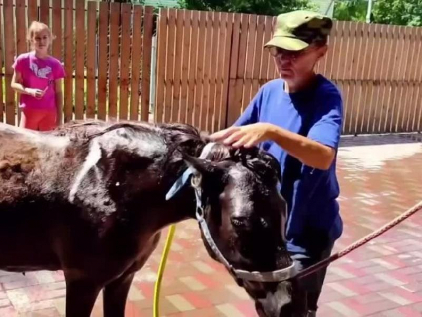 Разгоряченные жеребцы охладили свой пыл в Воронеже