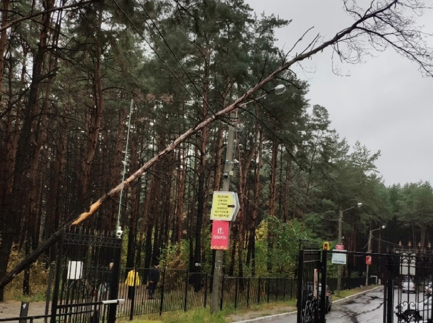 Лежащее на проводах дерево угрожает жизни воронежцев 