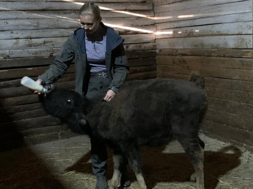 Знакомьтесь, это Лолита: кто еще приехал в Воронежский зоопарк