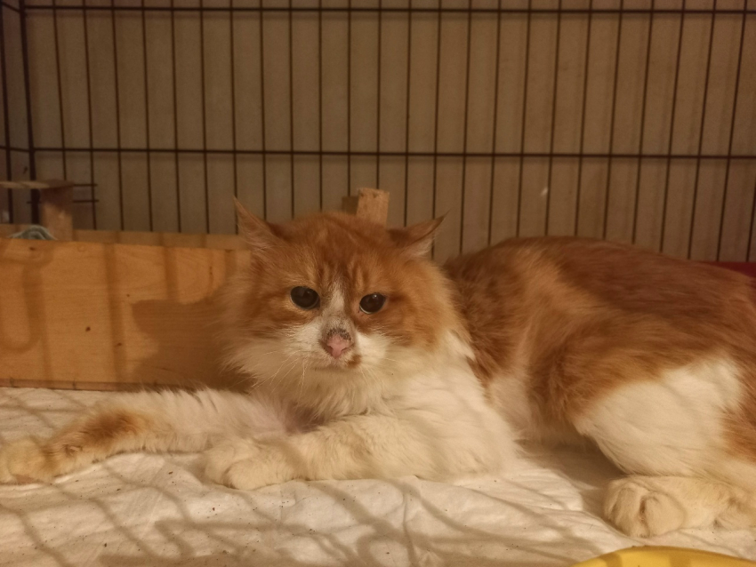 Коты, жившие с мертвой хозяйкой, впали в депрессию в Воронеже