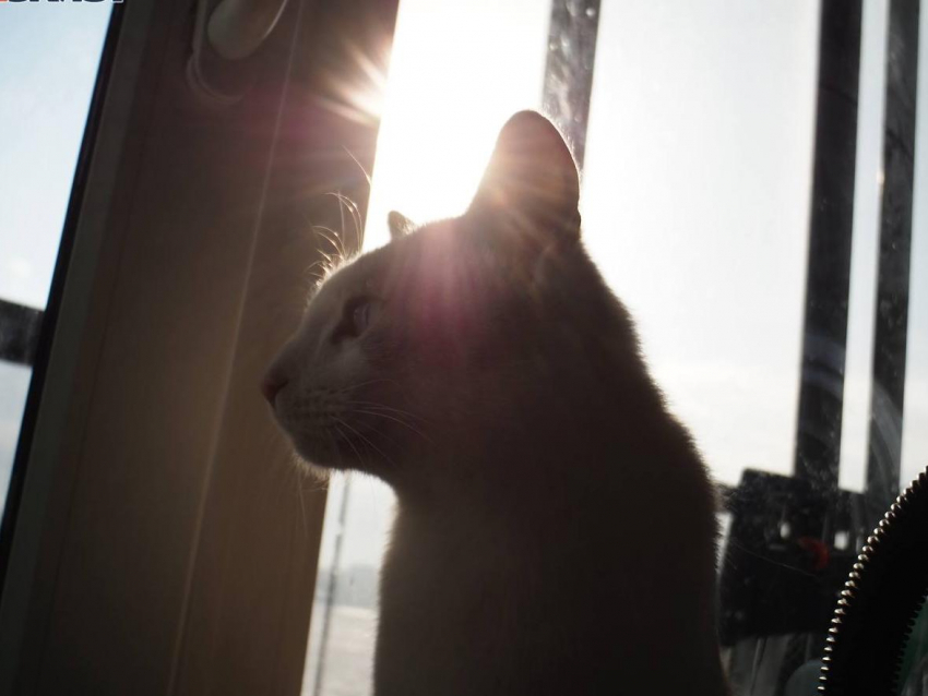  Какая погода ждёт воронежцев в последний день марта