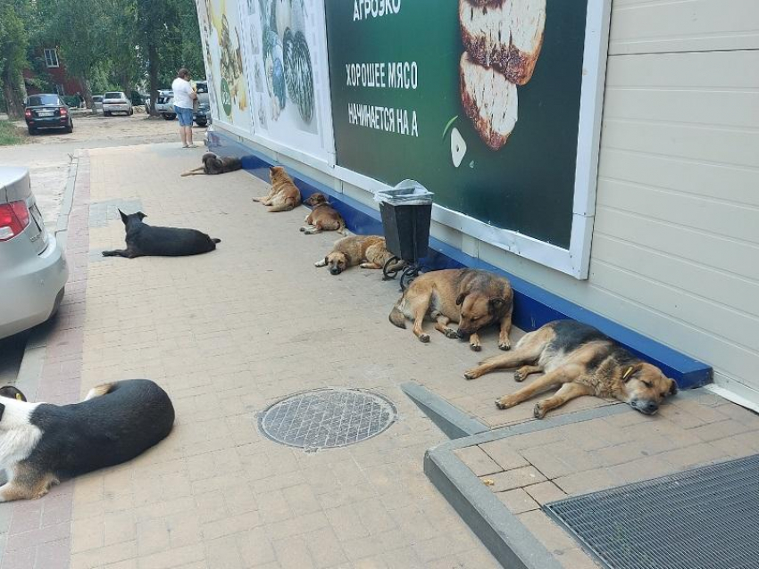 «Покоя нет ни днём, ни ночью»: собачье засилье пугает воронежцев в Ленинском районе города