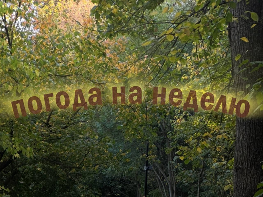 Мокрое начало с солнечным концом: осенняя неделя преподнесет сюрпризы воронежцам