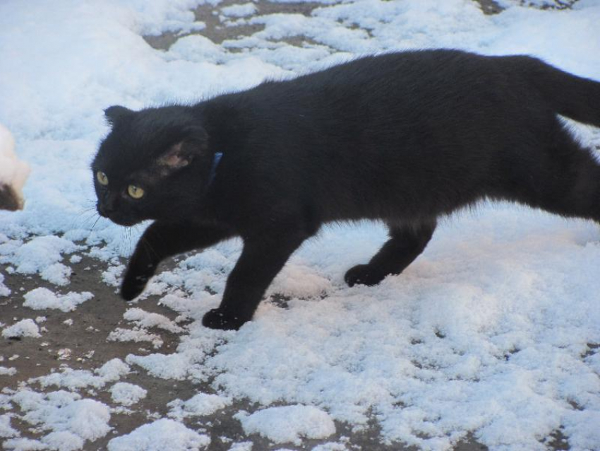 Воронежцы не отличились суевериями на фоне российских городов 