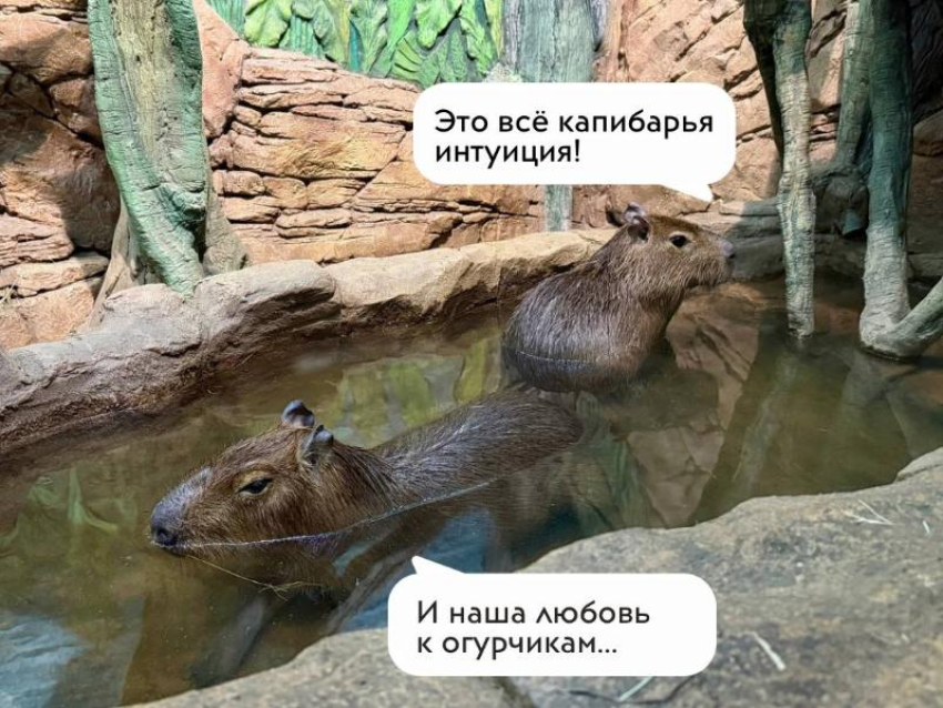 Капибары-прорицательницы из Воронежа предсказали победителя Чемпионата мира по футболу