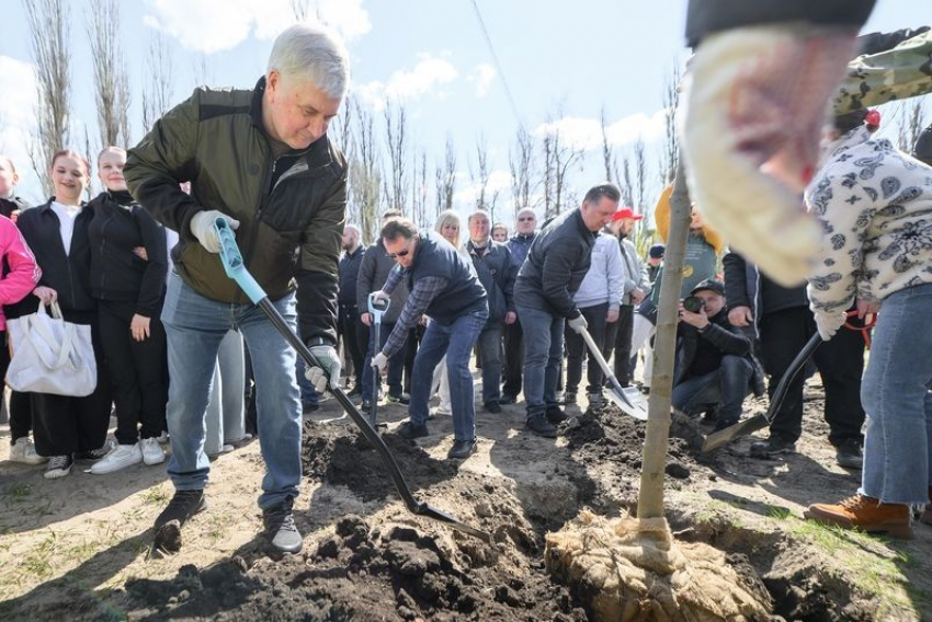 В высадке десятков деревьев приняли участие губернатор и вице-спикер Госдумы в Воронеже