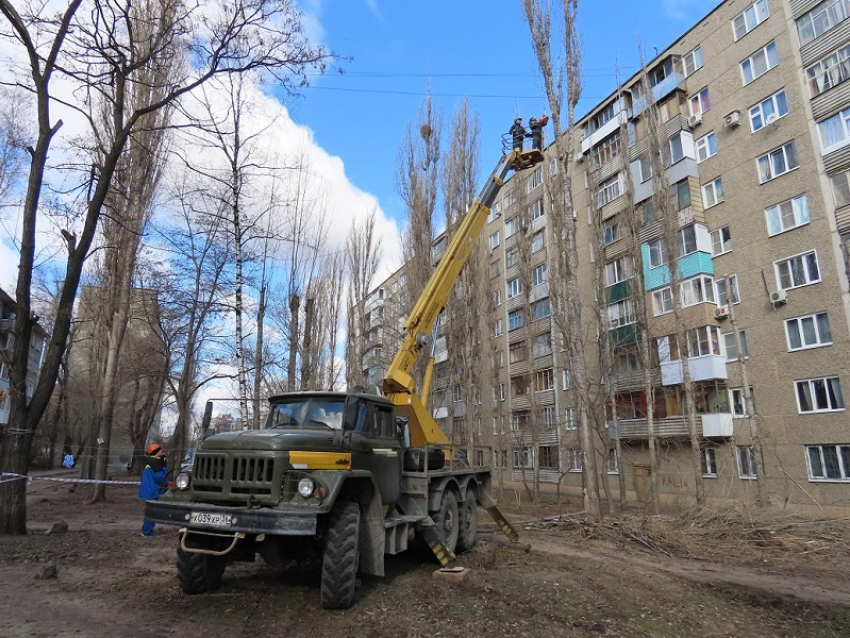 За месяц в Воронеже обрезали 1,5 тысячи деревьев 