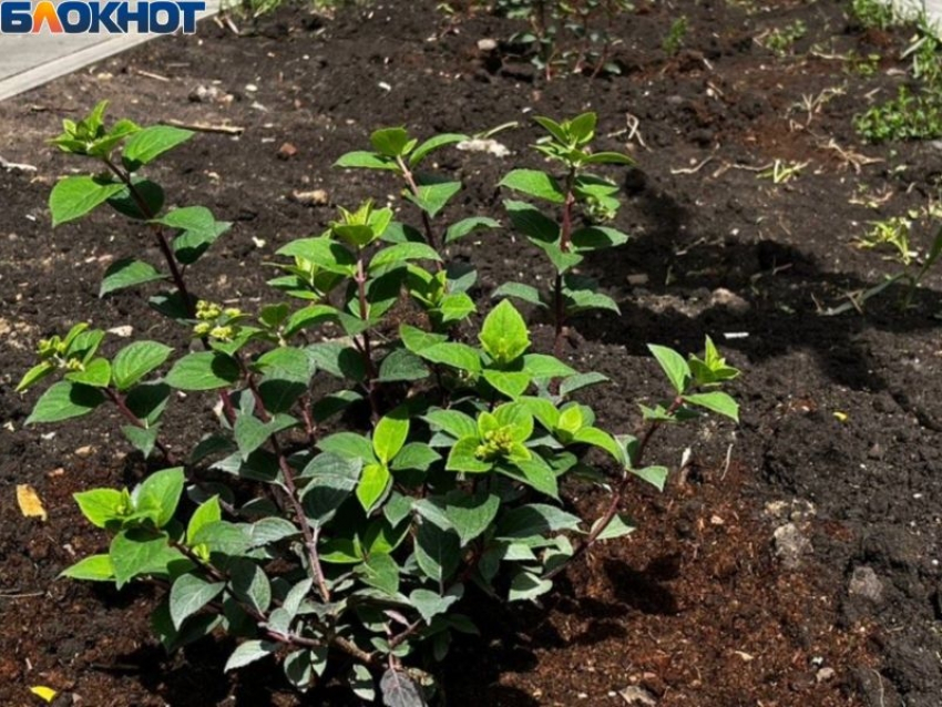 Конец внезапного похолодания: Воронеж понемногу отогревается в лучах солнца