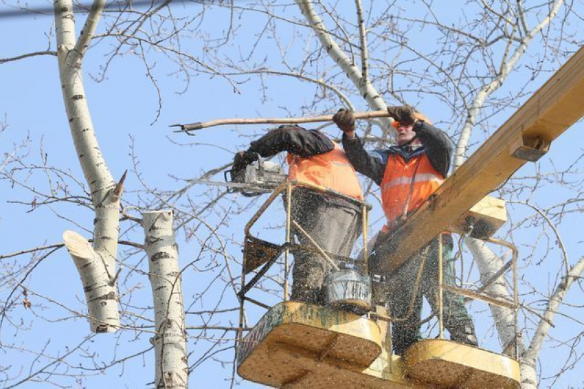 На обрезку деревьев в одном районе Воронежа потратят 4,8 млн рублей