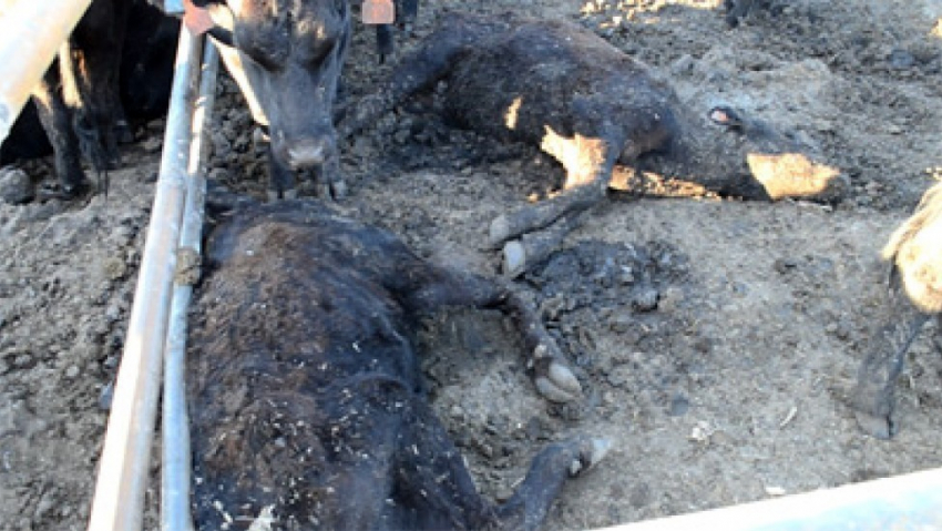 Воронежские коммунисты посчитали виновником массовой гибели заморских коров в Аннинском районе капитализм