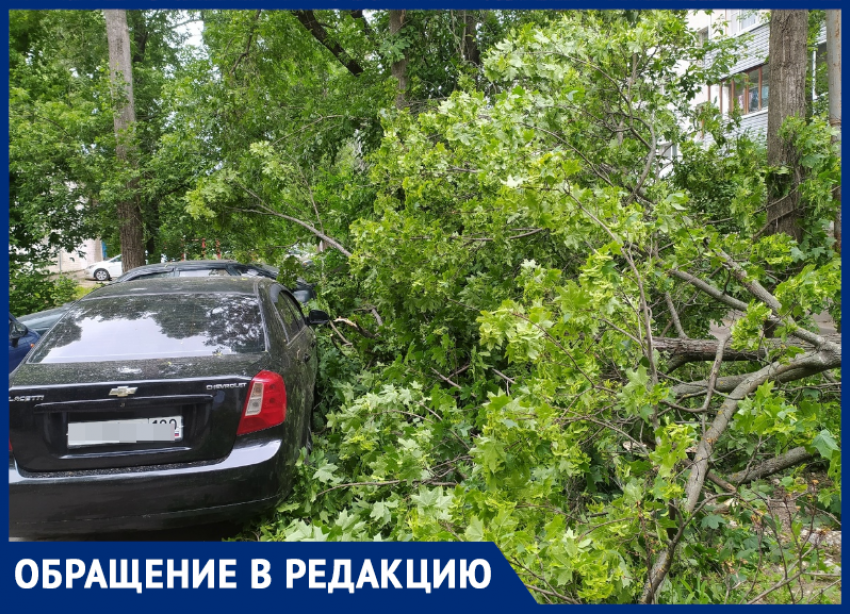 Деревопад допустили равнодушные чиновники под окнами воронежцев   