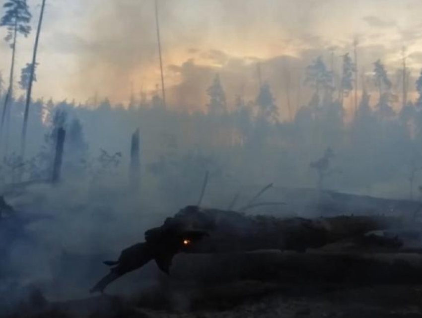 Опубликовано видео страшных последствий пожара в Воронежском заповеднике