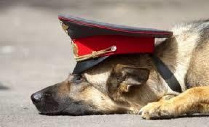 Собака нашла наркотики в грязных вещах под Воронежем 