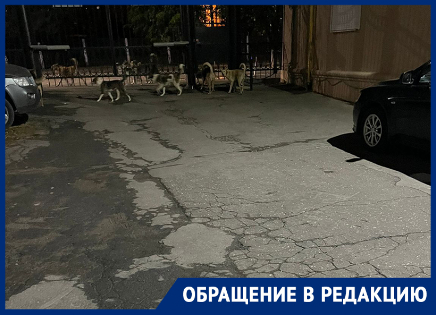  «На меня напала огромная стая собак»: жительница Воронежа  сообщила о своре, которая держит в страхе дом