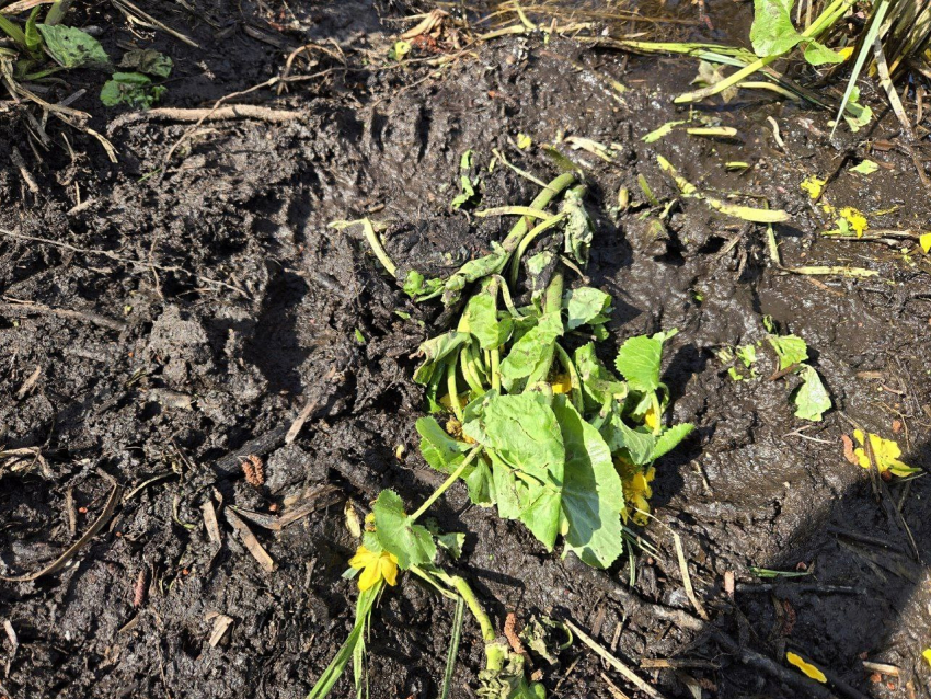 Бобренок с чувством прекрасного чудит в Воронежском зоопарке