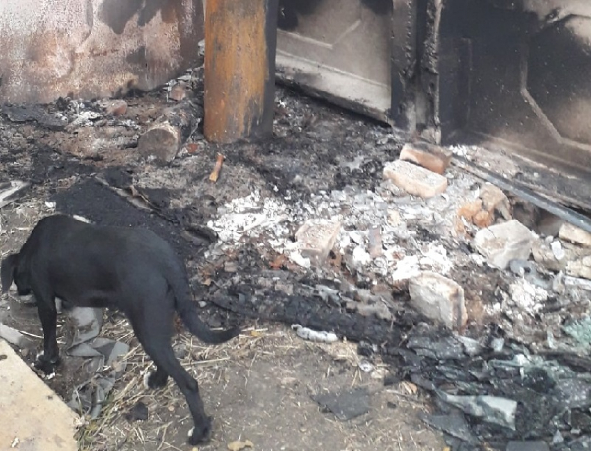 Воронежцы сообщили о сжигании будок для бездомных собак 