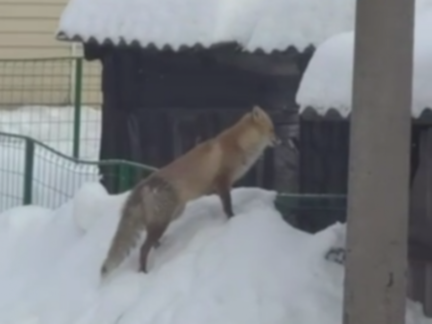 Голодные хищники все чаще выходят в города Воронежской области