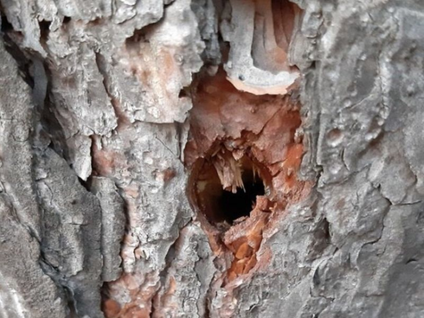 Неизвестный снова просверлил деревья в Северном лесу Воронежа