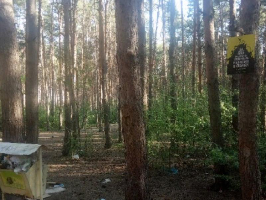 В Северном лесу Воронежа вырубят деревья за 4 млн рублей