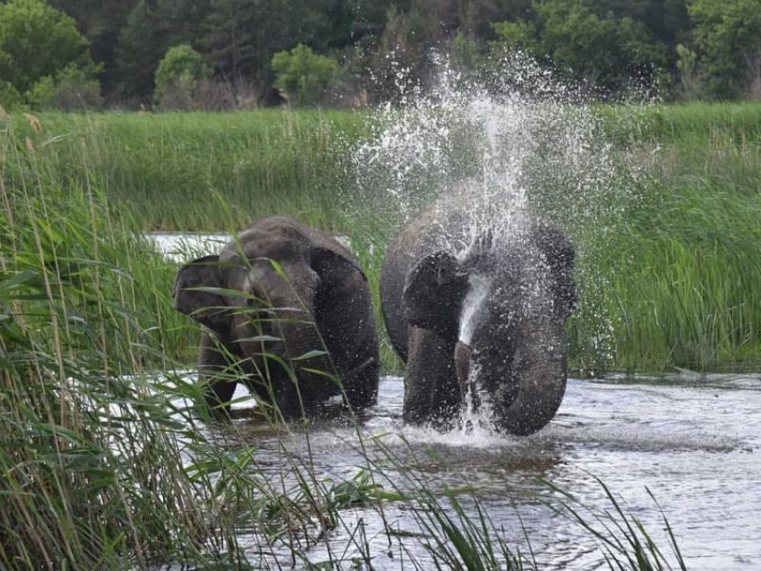 Купание слонов в воронежской Усманке сняли на видео 