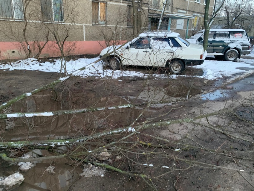 19 деревьев упало из-за ночной непогоды в Воронеже