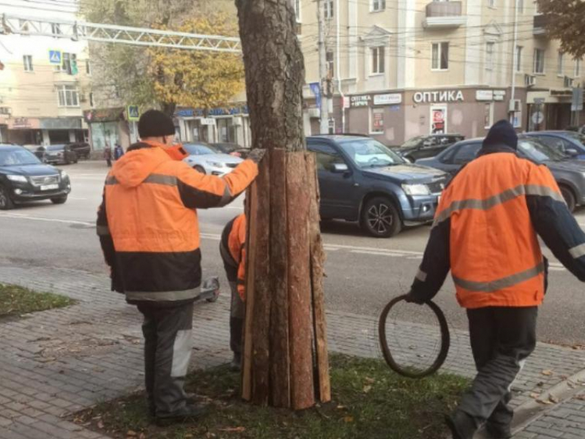 Зачем на деревья надели «бронежилеты» в Воронеже