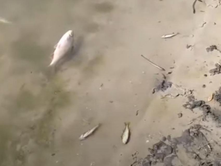 Массовую гибель рыбы в реке Росссоши проверит воронежская прокуратура